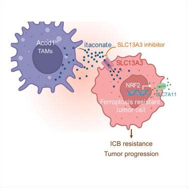 Itaconate Transporter SLC13A3 Impairs Tumor Immunity Via Endowing