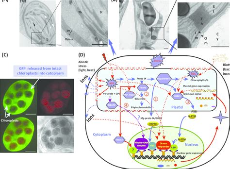 Chloroplast Genome Engineering Facilitates Study Of Retrograde