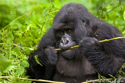 Mountain Gorilla Food Of Mountain Gorilla