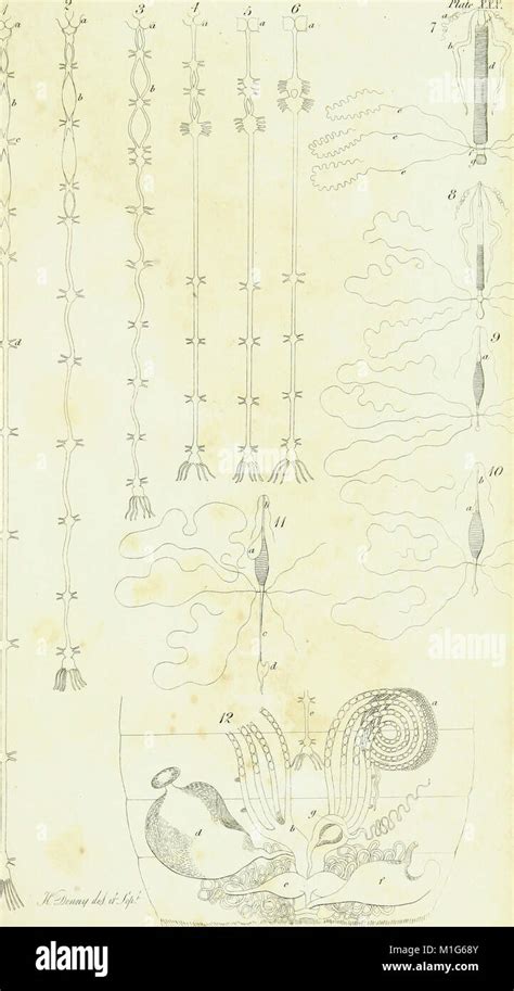 An Introduction To Entomology Or Elements Of The Natural History Of Insects With Plates