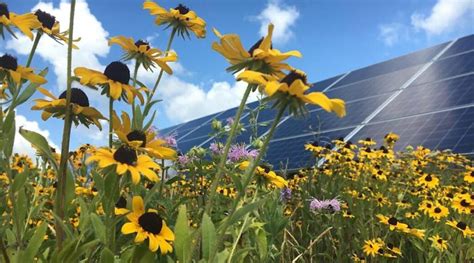 Fotovoltaico e impollinatori così migliora l agrivoltaico