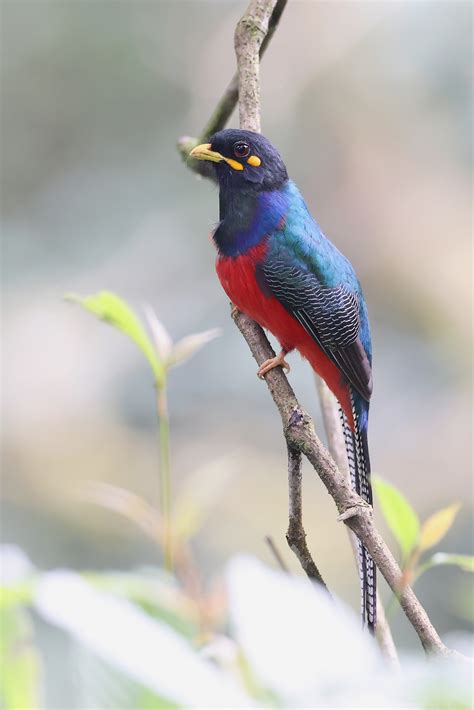 Bird Photography By The Flacks Trogons