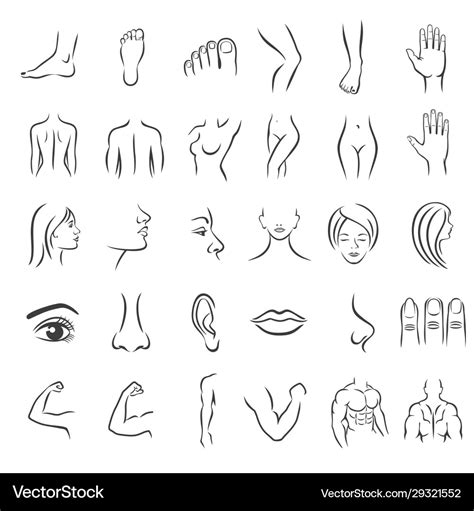 Human Body Parts Royalty Free Vector Image Vectorstock