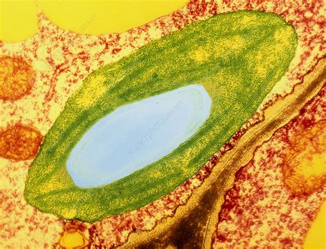 Chloroplast In A Leaf Cell Stock Image B110 0031 Science Photo