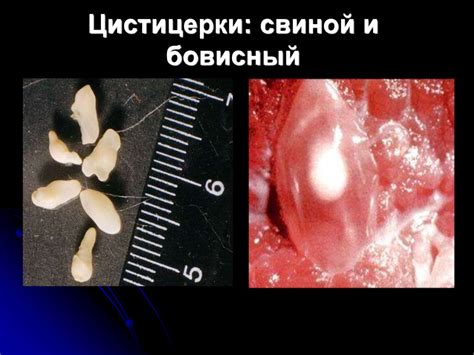 Цистицеркозы животных - презентация онлайн