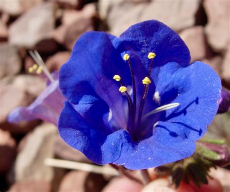 Desert Bluebells, desertbells – What's Blooming