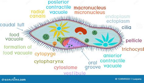 Paramecium Cell Structure