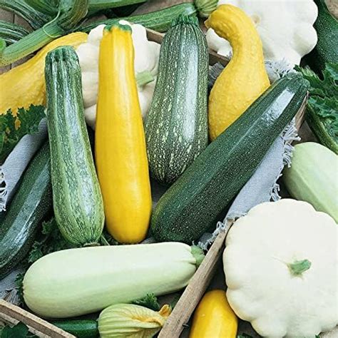 Amazon David S Garden Seeds Zucchini Summer Melody 25 Non GMO