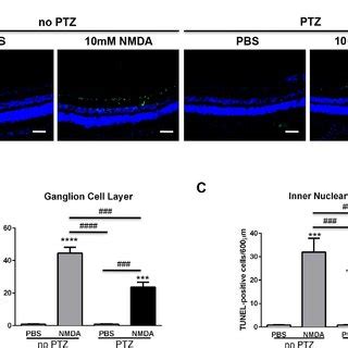 Neuronal Apoptosis Decreased In Nmda Intravitreal Injected Mice Treated