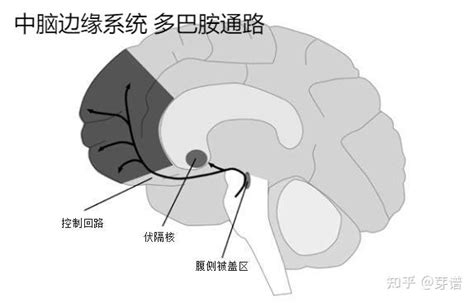 越熬夜越兴奋，其实是多巴胺的狂欢 知乎