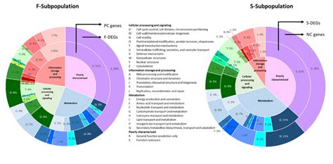 Eukaryotic Orthologous Group KOG Classification Representing 25 KOG