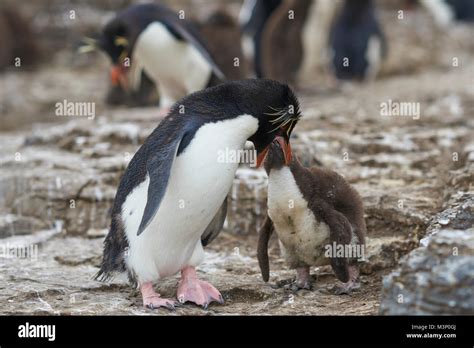 Regurgitating Food Hi Res Stock Photography And Images Alamy