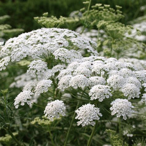 False Queen Annes Lace The Diggers Club