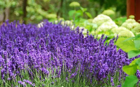 What Are The Different Types Of Lavender