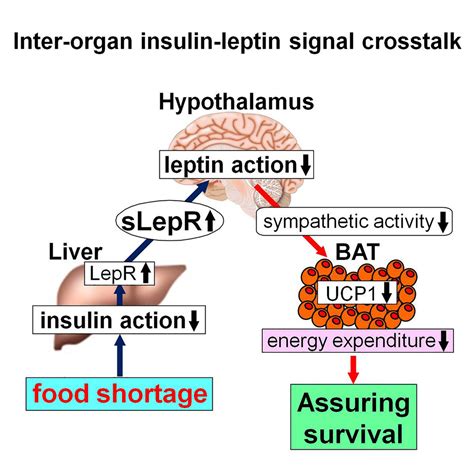 Inter Organ Insulin Leptin Signal Crosstalk From The Liver Enhances