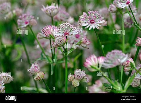 Astrantia Major Var Rosea Georges Form Cultivar Dusky Pink Flowers