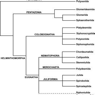 (PDF) The geological record and phylogeny of the Myriapoda