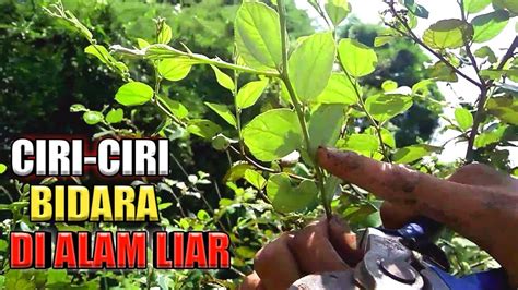 Mengenal Bahan Bonsai BIDARA Di Alam Liar YouTube