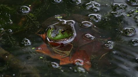 Frog Peeking Out Of Water With Water Bug Ripples Stock Footage Video