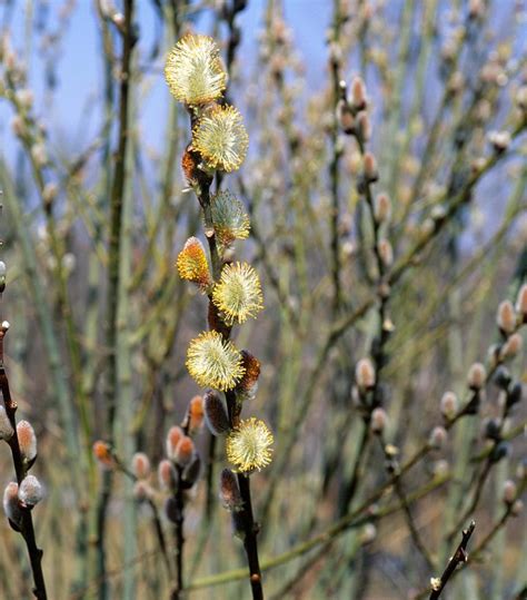 Salix Discolor Pussy Willow From Prides Corner Farms