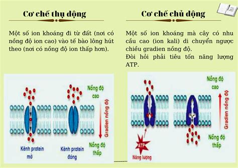 Lý thuyết sự hấp thụ nước và ion khoáng từ đất vào tế bào lông hút