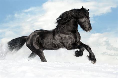 Black Horse Runs Gallop On The Snow Stock Photography Image 23818672