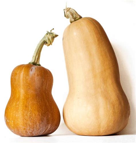 Butternut Squash Seasonality And Produce Guide