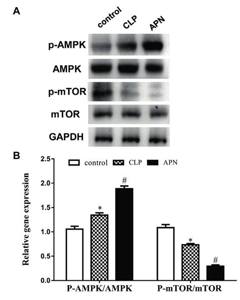 Phosphorylation Levels Of AMPK And MTOR Pathway Proteins In Liver