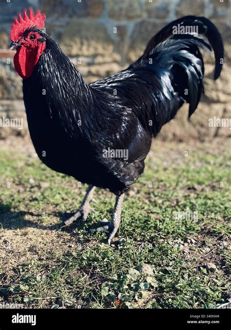 A young black and green Australorp rooster is looking into the camera. His sunlit feathers are ...