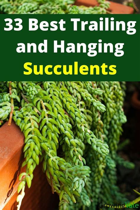 Best Trailing And Hanging Succulent Plants