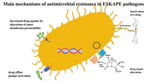 Pathogens Free Full Text Bacterial Antibiotic Resistance The Most