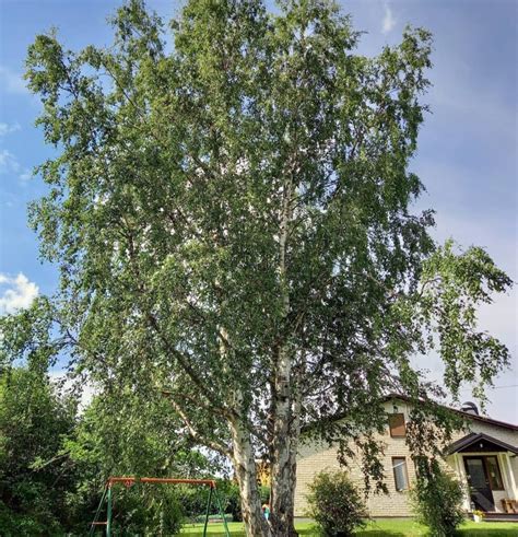 Zachte Berk Betula Pubescens Bomenwebwinkel Nl