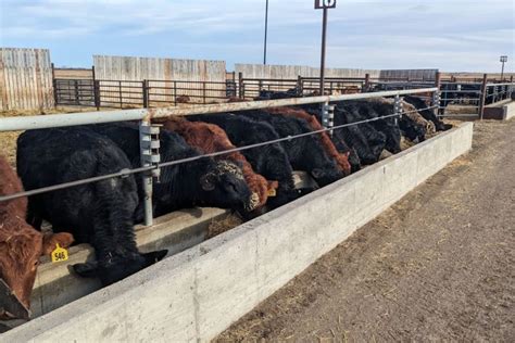 Usask Cattle Feed Innovations Good For The Planet And Our Pockets