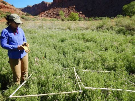 Russian Knapweed Biological Control Success With Host Specific Wasps