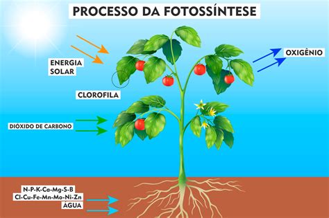 Que Gás é Produzido Pelas Plantas Durante A Fotossíntese