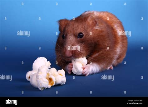 Syrian Hamster eating popcorn Stock Photo - Alamy