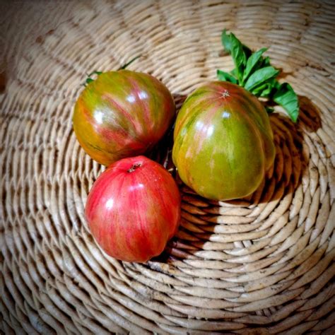 Tomate Green And Pink Huerto Tante Puppe