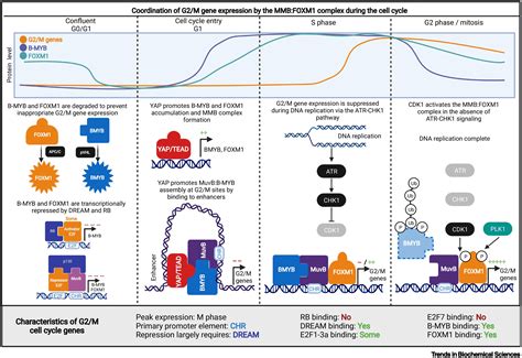 Coordinating Gene Expression During The Cell Cycle Trends In