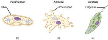 Characteristics Of Protists Biology For Majors II