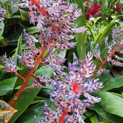 Aechmea Gamosepala Matchstick Bromeliad In GardenTags Plant Encyclopedia