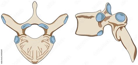 Anatomy Of Human Vertebra Structure Infographic Diagram Part Of