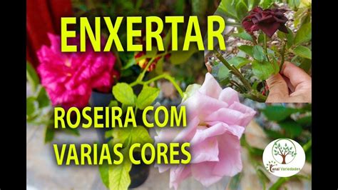 ROSEIRA DE VARIAS CORES COMO ENXERTAR NA MESMA MUDA YouTube