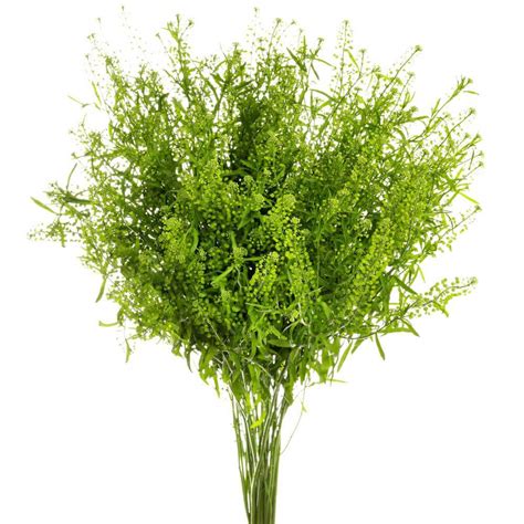 Green Dragon Lepidium Esmeralda Farms Wholesale Flowers