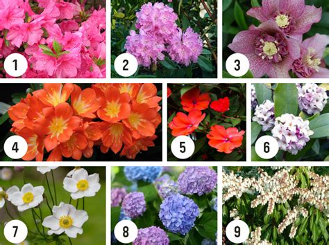 Shade Flowers Annuals