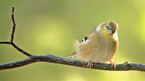 Goldfinch Eggs Nests Mating Rituals And Nestlings