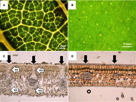 Microscopic Leaf Structure