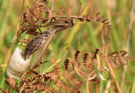 Mante religieuse : une prédatrice fascinante