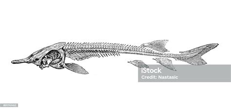 Skeleton Of Sturgeon Stock Illustration - Download Image Now ...