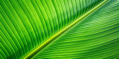 Green Leaf Veins Abstract Nature Texture Plant Pattern Stock