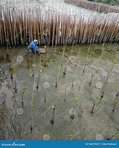 Planting Mangrove Forests Mangrove Forests Villagers Of Plak Tonkla